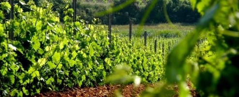 NHỮNG KHU VỰC TRỒNG NHO VÀ LÀM RƯỢU VANG CÓ CHẤT LƯỢNG CAO TRÊN THẾ GIỚI.
